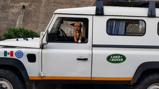 Dog riding in vehicle