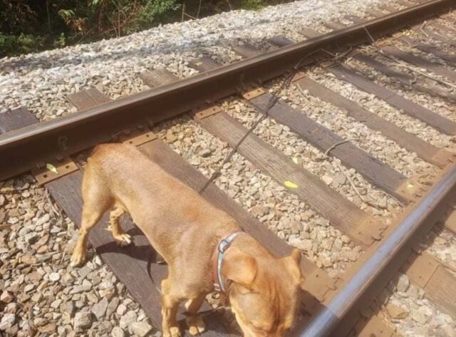 Dog tied to train tracks