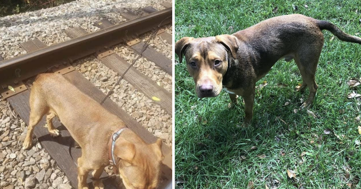 Dog tied to train tracks