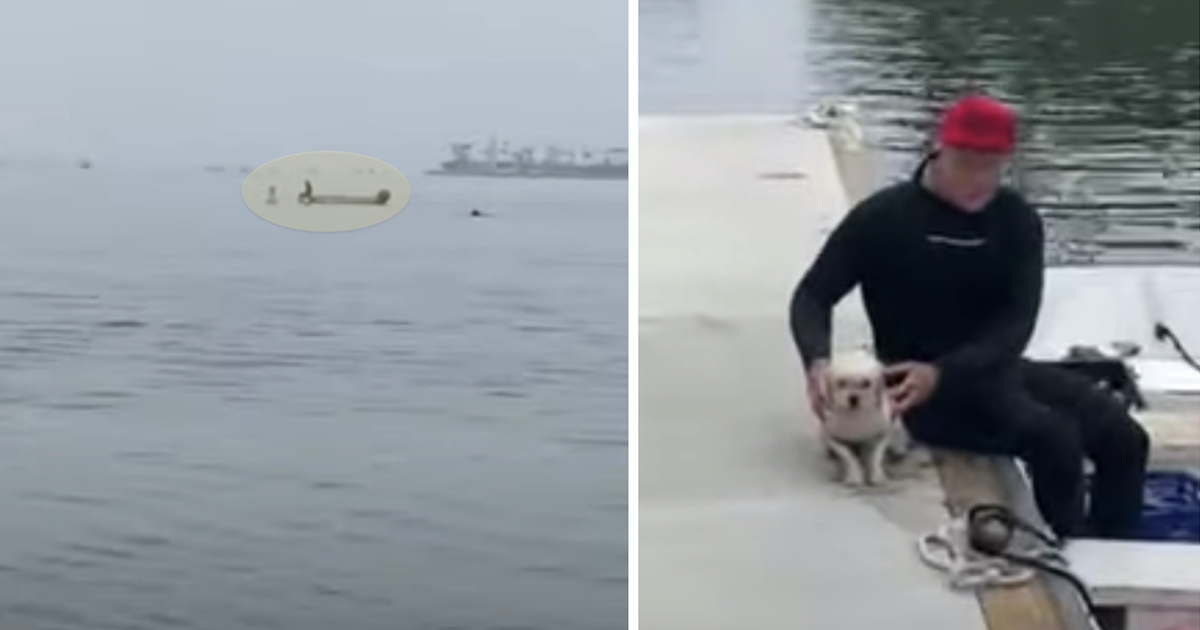 Dog trapped on buoy