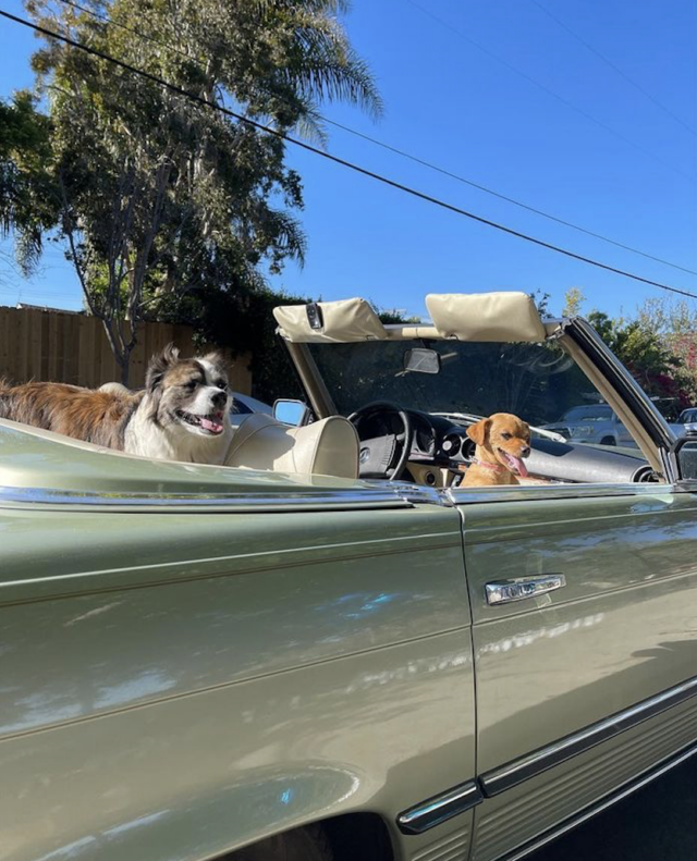 Dogs riding in convertible