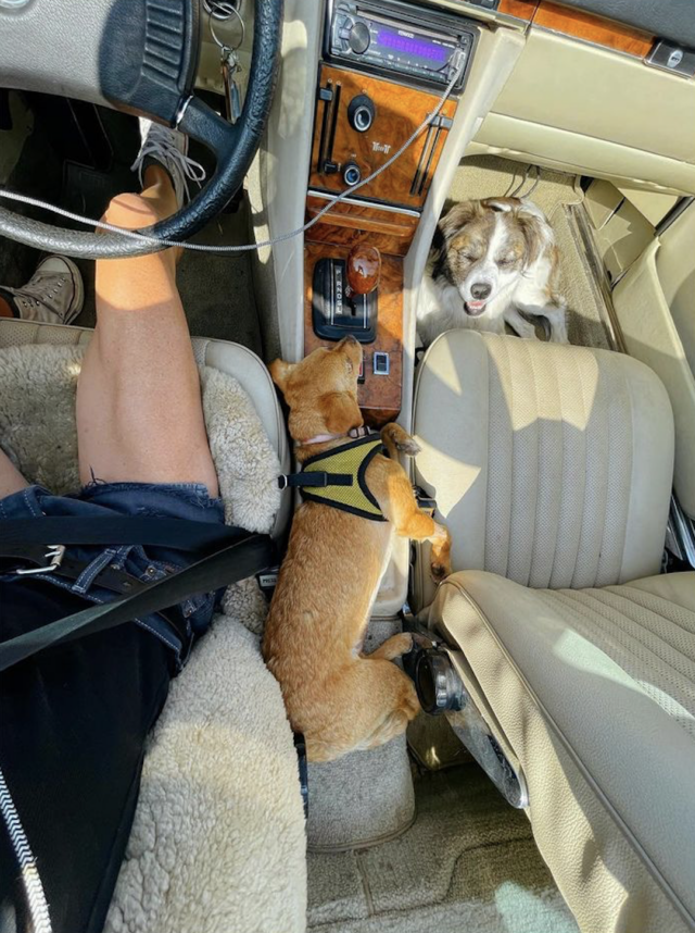 Dog riding in the car