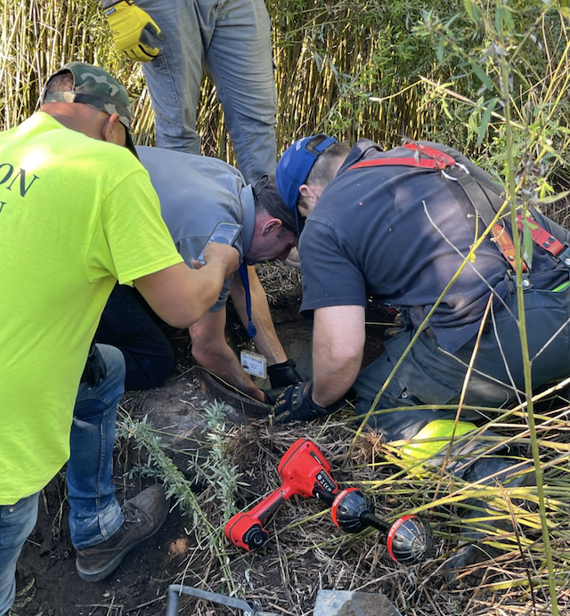 Firefighters save dog from storm drain