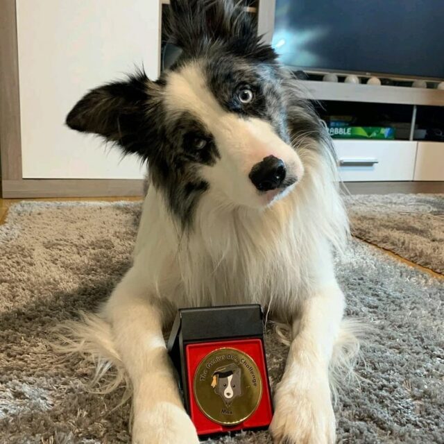 Genius Dog Award