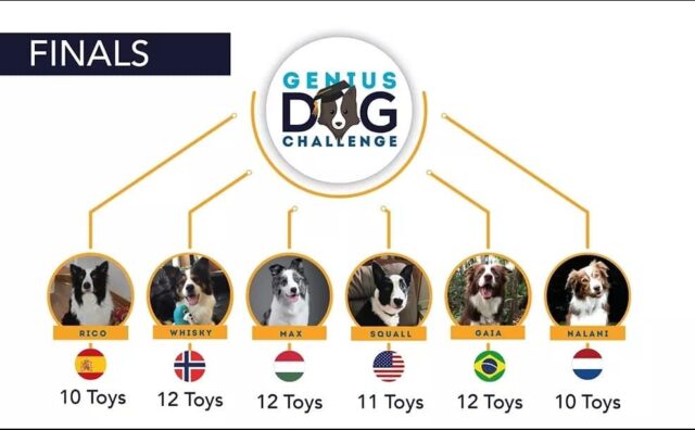 Genius dog rankings