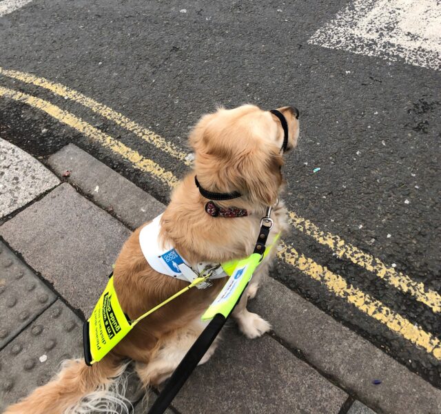Guide dog waiting to cross