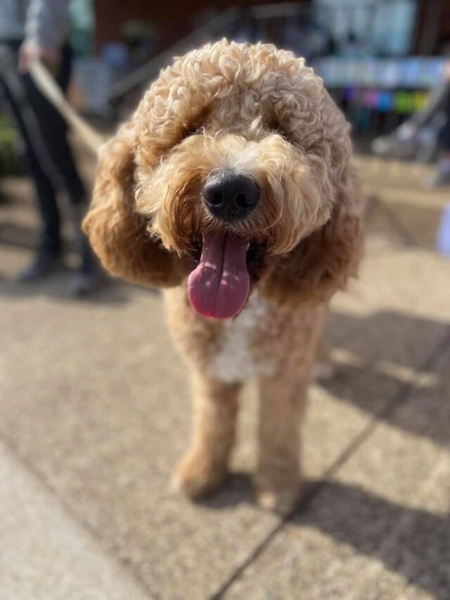 Happy Goldendoodle at a party