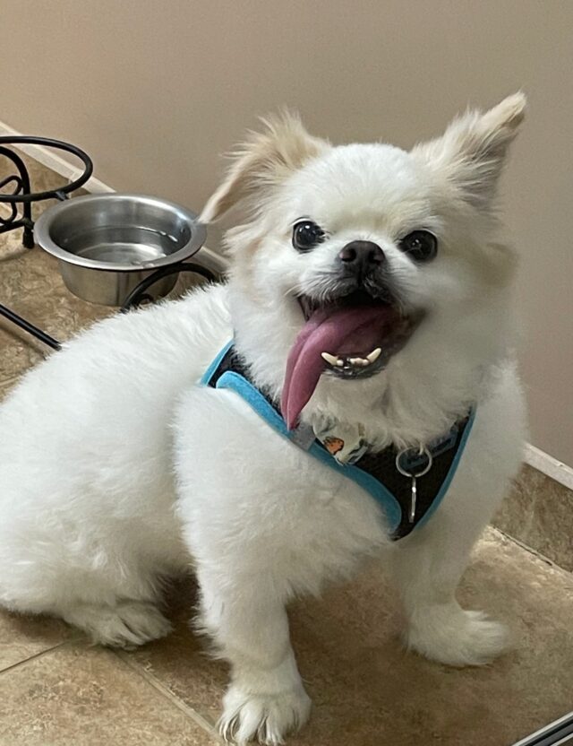 Happy senior Pekingese