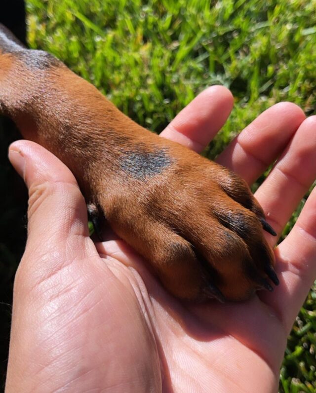 Holding Doberman puppy's paw