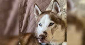 Husky injured by sitter