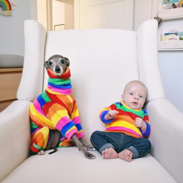 Italian Greyhound and Baby