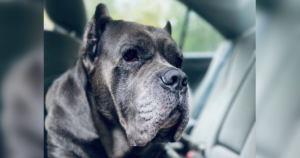 Lost 150-Pound Mastiff