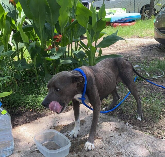 Malnourished dog drinking water
