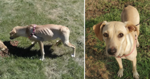 Malnourished dogs rescued