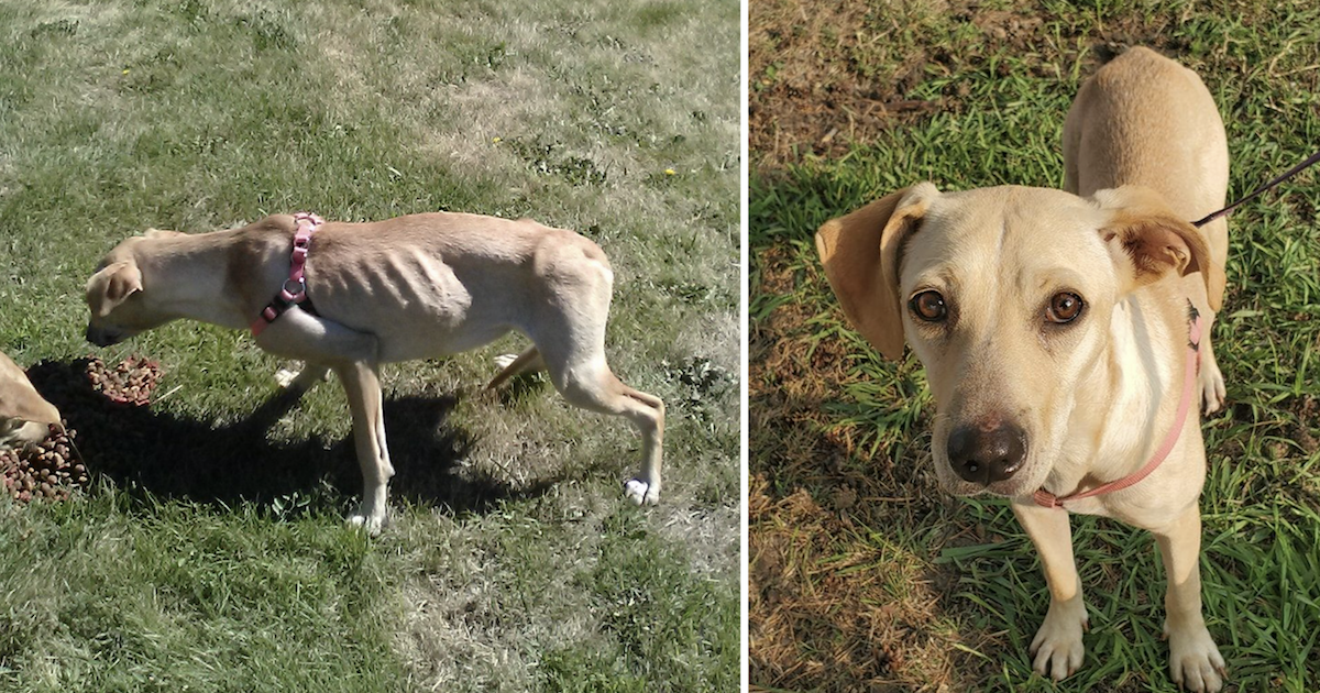These Abandoned Dogs Were Skin And Bones Until You Saved Them!