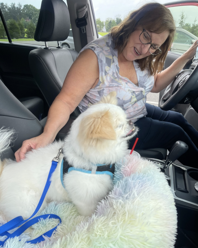 Pekingese Rides to Forever Home