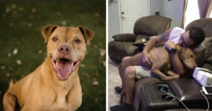 Pit Bull Adopted After 200 Days