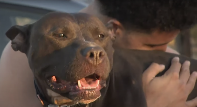 Pit Bull Reunited with Family