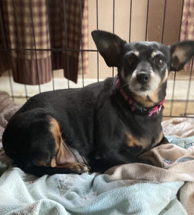 Pixie the Chihuahua Loses Weight