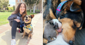 Pregnant foster dog on campus