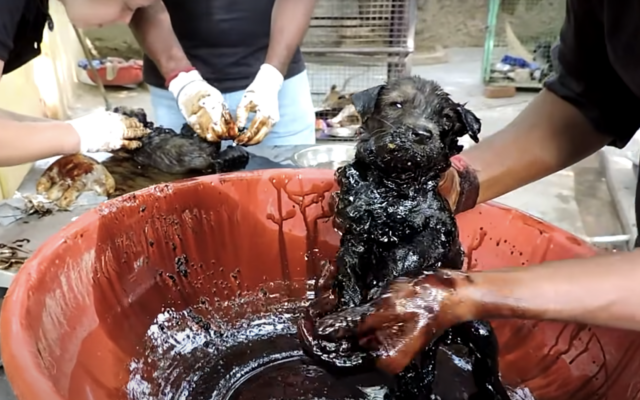 Puppy covered in tar