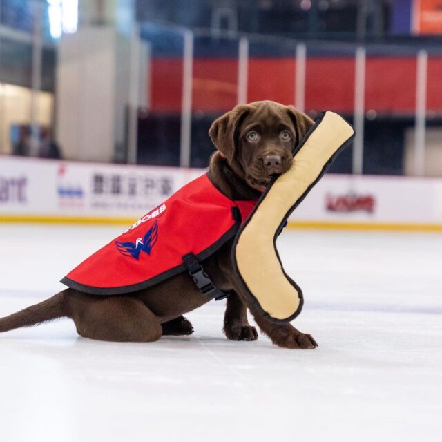 Puppy hockey player