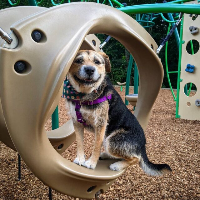 Rescue dog at playground