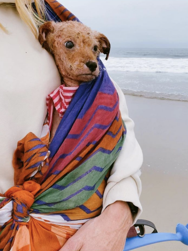 Rescue puppy at the beach