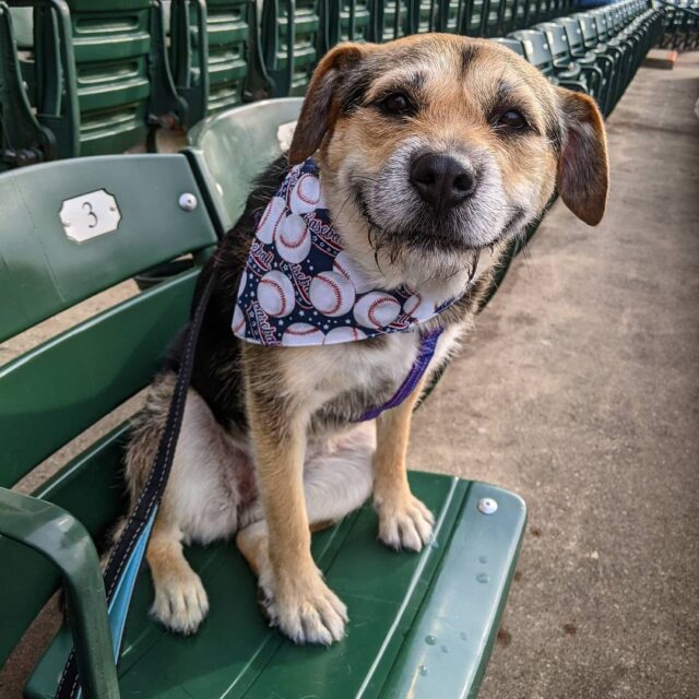 Smiling dog at baseball stadium