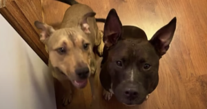 Stolen Pit Bulls Reunited Featured