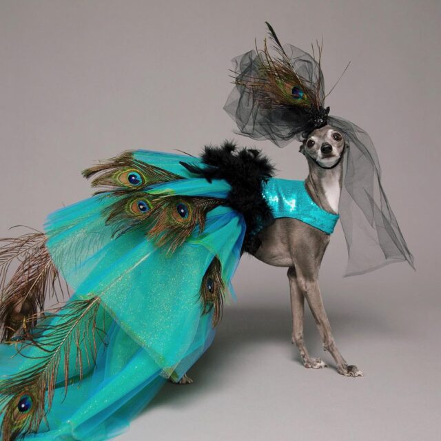 Greyhound fancy outlet dress