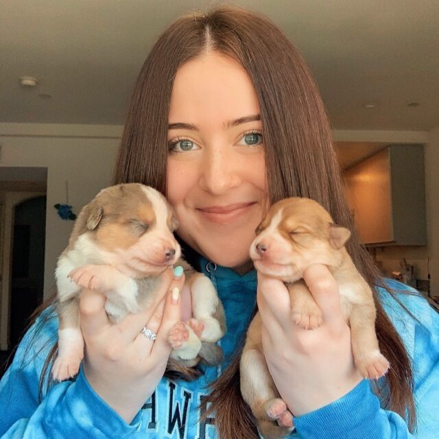 Tiny foster puppies