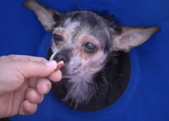 Tortured dog eating treat