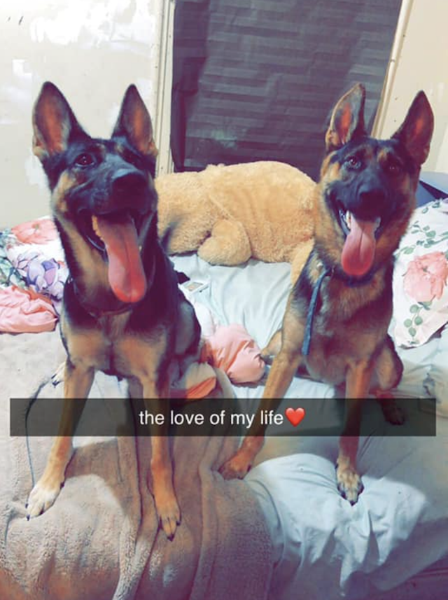 Two Happy German Shepherds