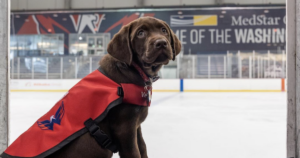 Washington Capitals New Puppy