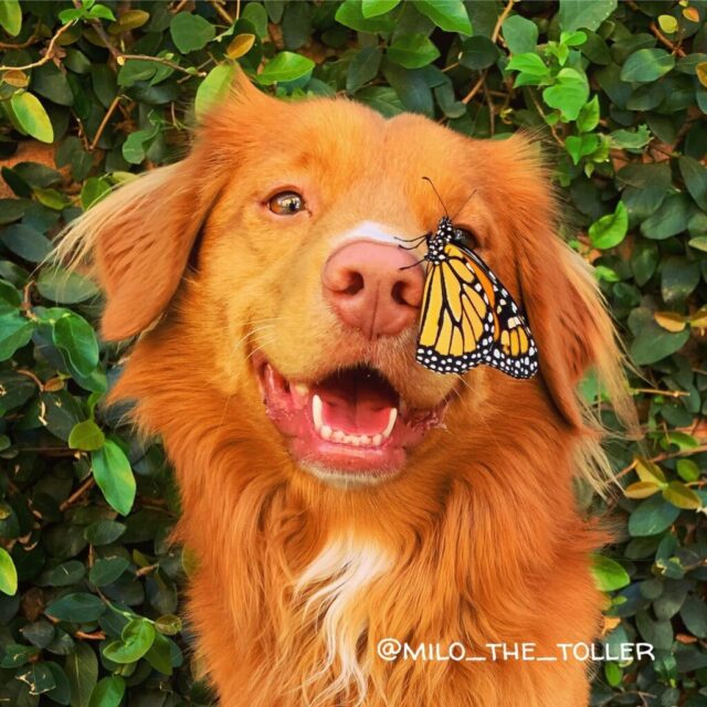 Milo with Butterfly
