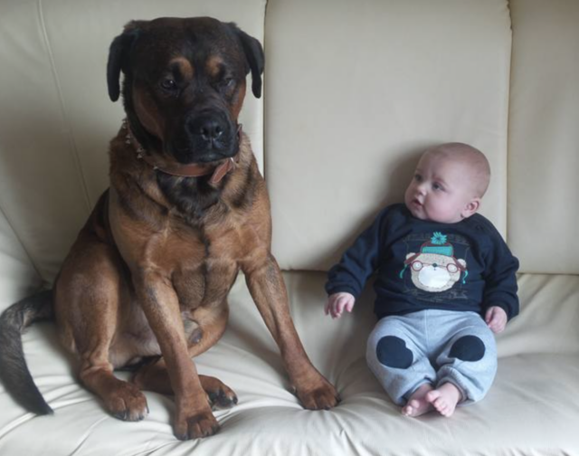 Boxer mix and baby
