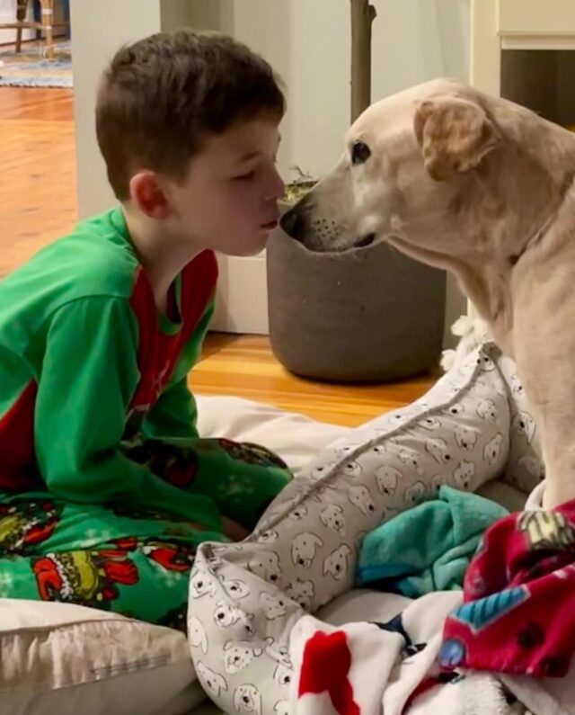 Boy kissing senior dog