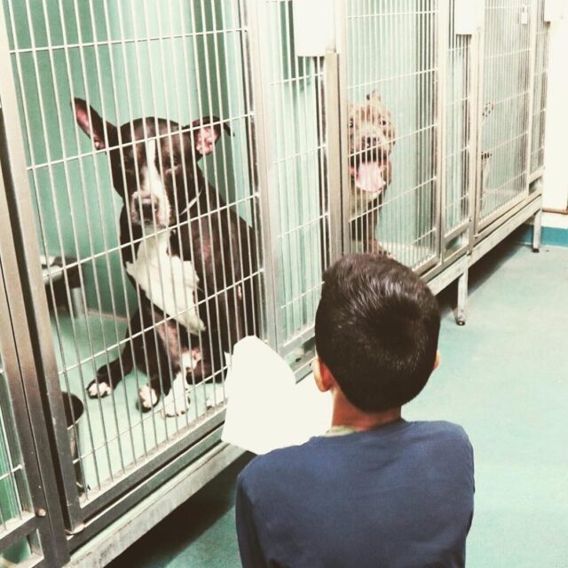 Boy reading to shelter dogs