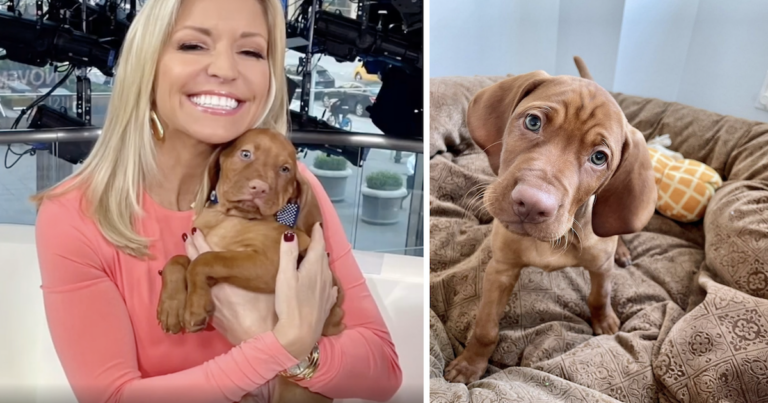 Life With Dogs: Dana Perino’s Adorable Puppy Hopes To Be The New ...