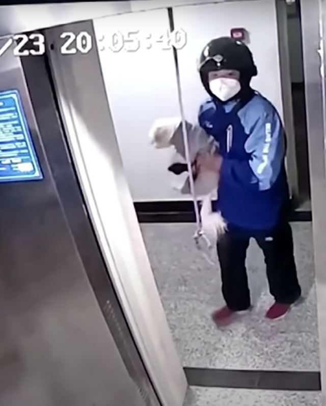 Delivery man brings dog to safety