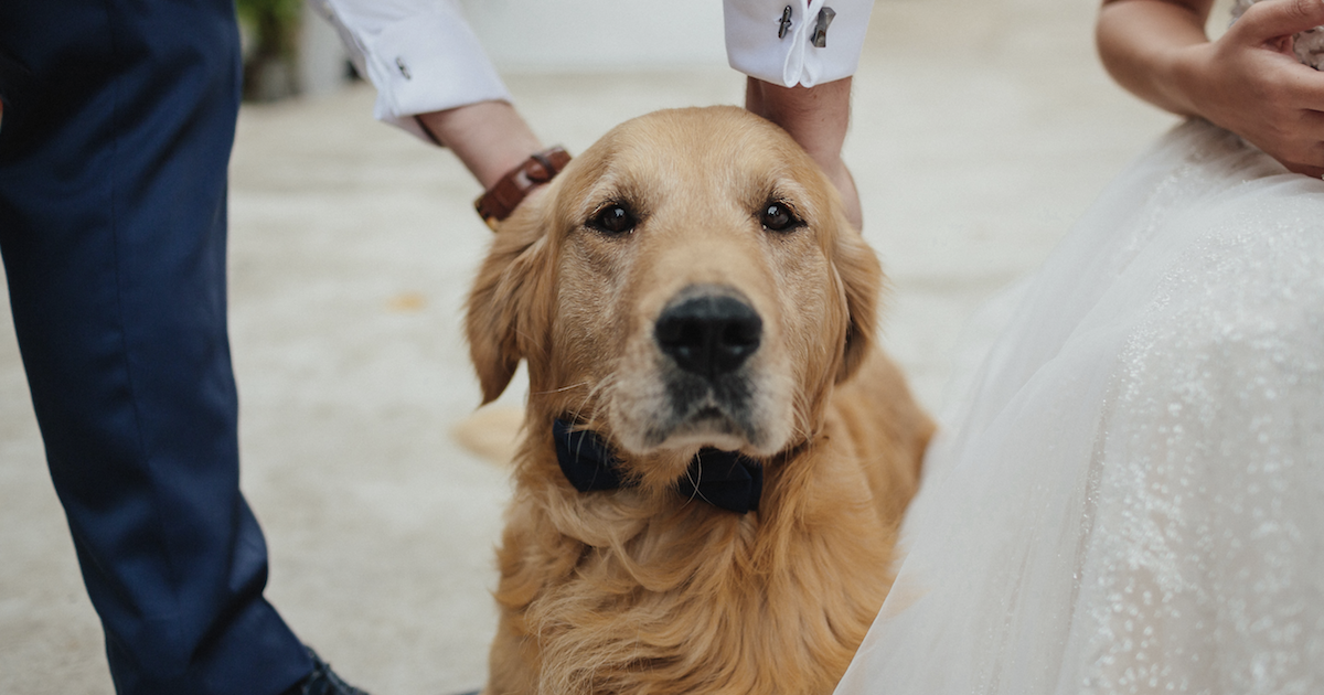Dog banned from wedding