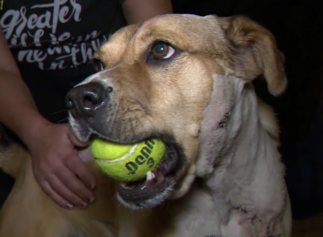 Dog holding tennis ball
