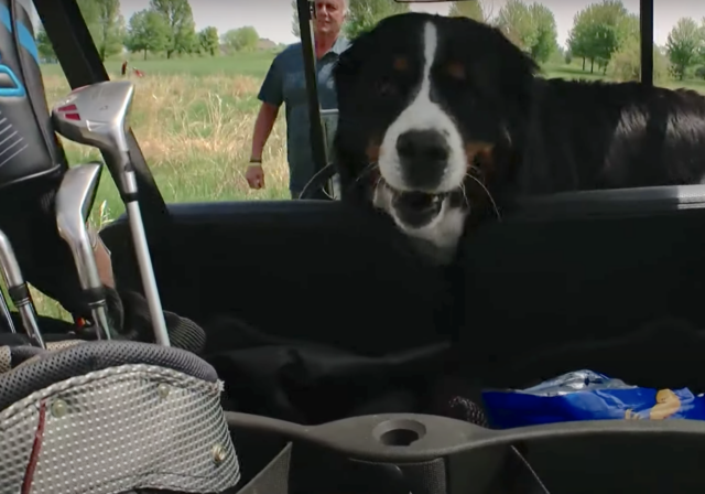 Dog in golf cart