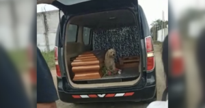 Dog riding in hearse