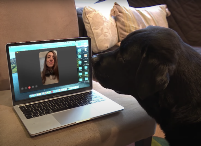 Dog on video call with human