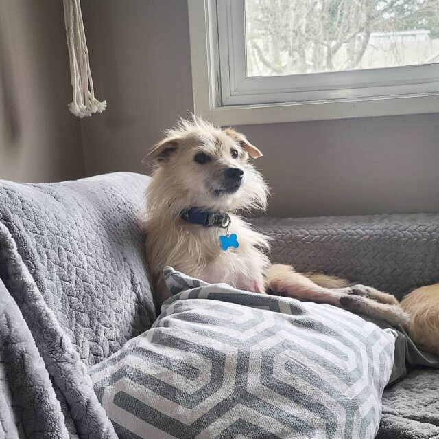 Dog relaxing on couch