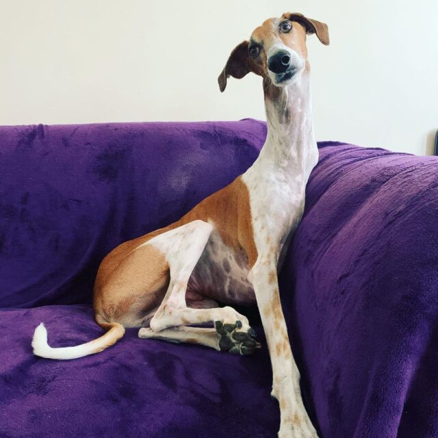 Dog with long neck relaxing