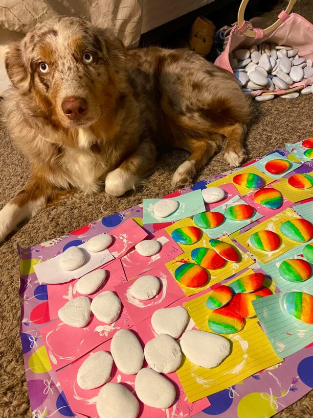 Dog with painted stones