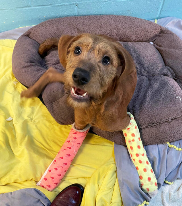 Excited puppy recovering
